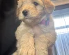 Goldendoodle