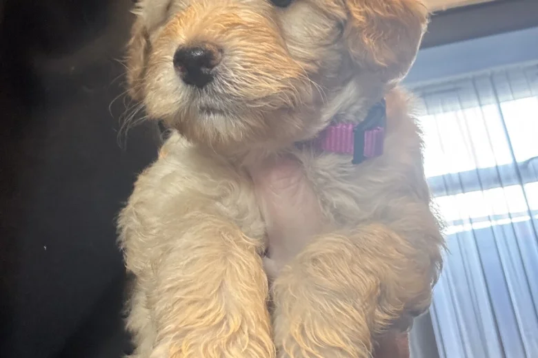Goldendoodle