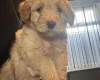Goldendoodle
