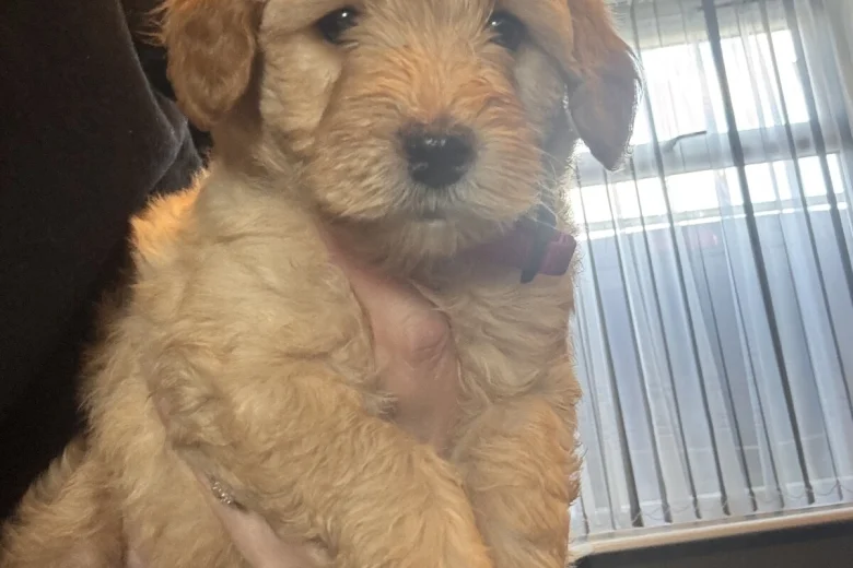 Goldendoodle