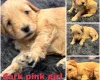 Goldendoodle