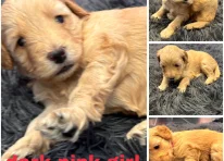 Puppy 3