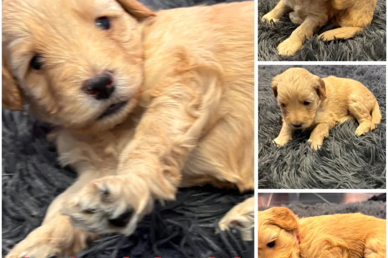 Goldendoodle
