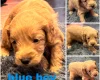 Goldendoodle