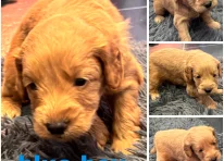 Puppy 1