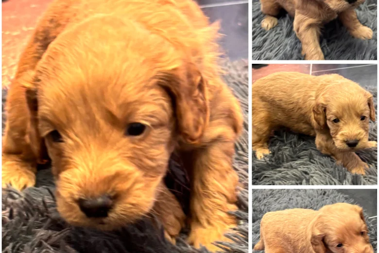 Goldendoodle