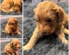 Goldendoodle