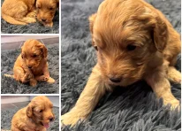 Puppy 2