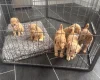 Goldendoodle
