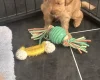 Goldendoodle