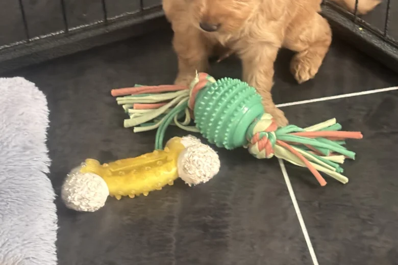 Goldendoodle