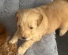 Goldendoodle