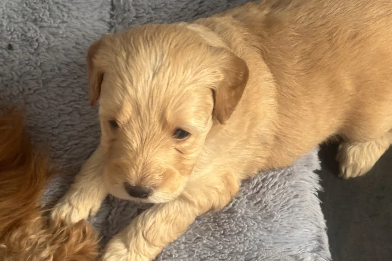 Goldendoodle