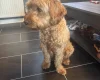 Goldendoodle