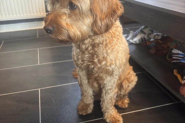 Goldendoodle