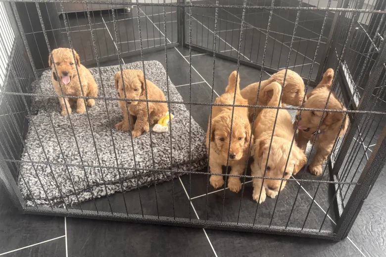 Goldendoodle