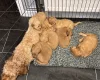 Goldendoodle