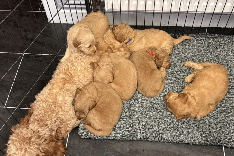 Goldendoodle