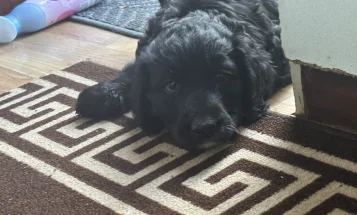 Goldendoodle