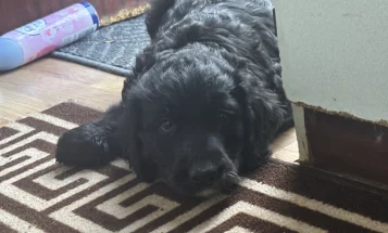 Goldendoodle