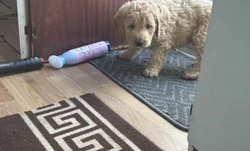 Goldendoodle