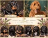 Gordon Setter