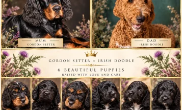 Gordon Setter