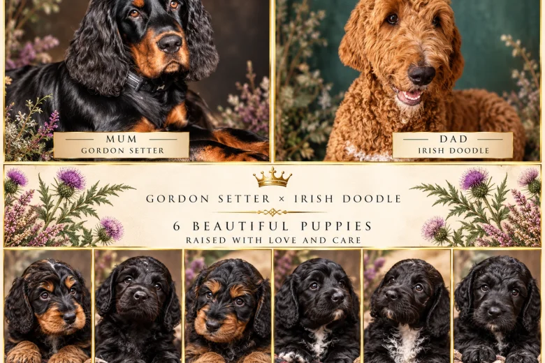 Gordon Setter