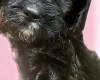 Gordon Setter