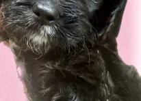 Puppy 5
