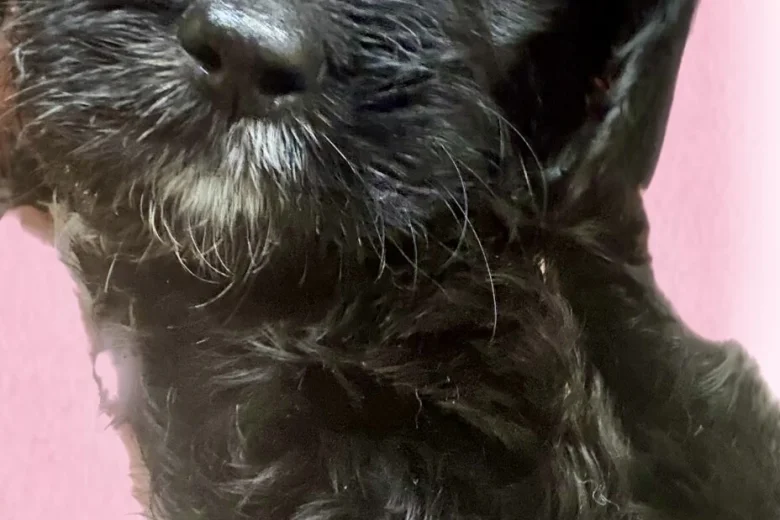 Gordon Setter