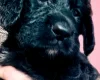 Gordon Setter