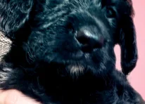 Puppy 3