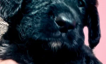 Gordon Setter