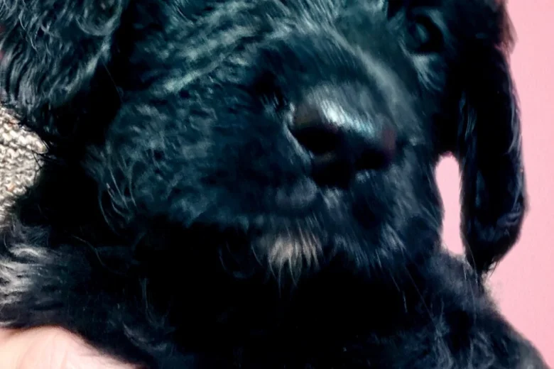 Gordon Setter