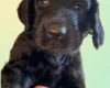 Gordon Setter