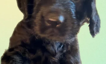 Gordon Setter