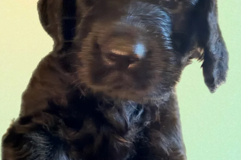 Gordon Setter
