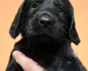 Gordon Setter