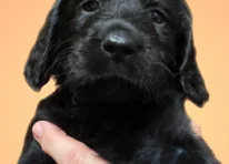 Puppy 2