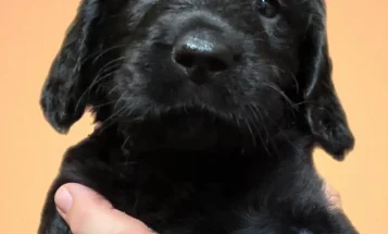 Gordon Setter