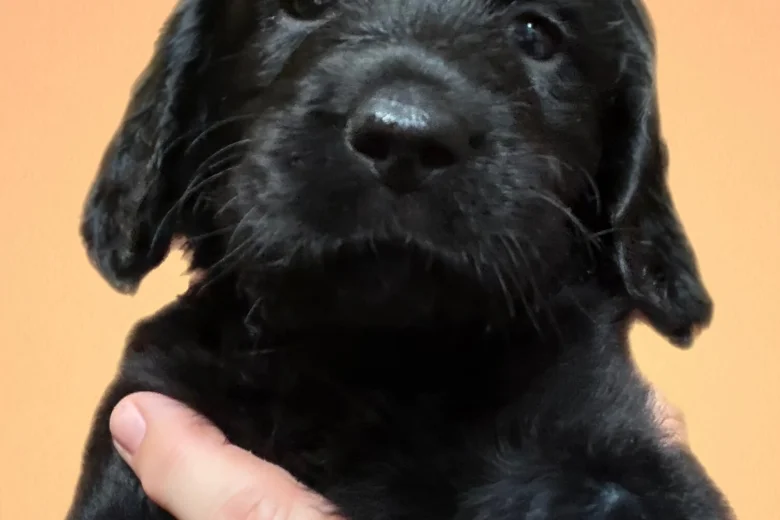 Gordon Setter