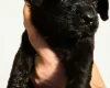 Gordon Setter