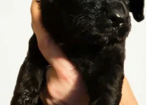 Puppy 4
