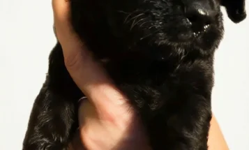 Gordon Setter