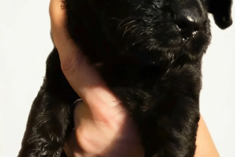 Gordon Setter