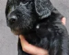 Gordon Setter