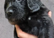 Puppy 1