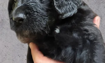 Gordon Setter