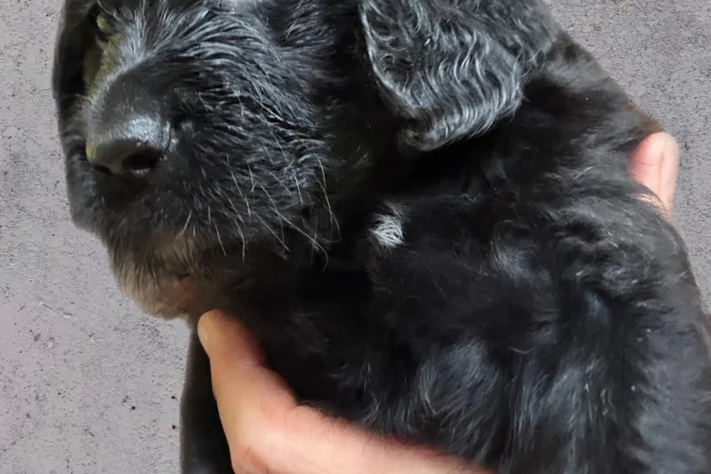 Gordon Setter
